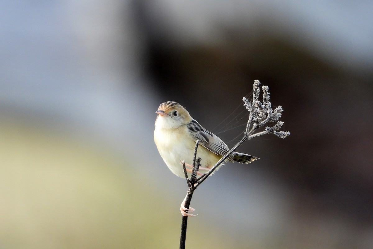 Golden-headed Cisticola - ML647539347