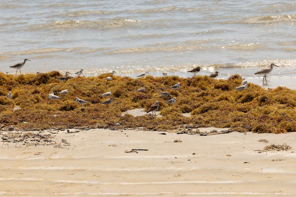 Ak Kumkuşu - ML647539349