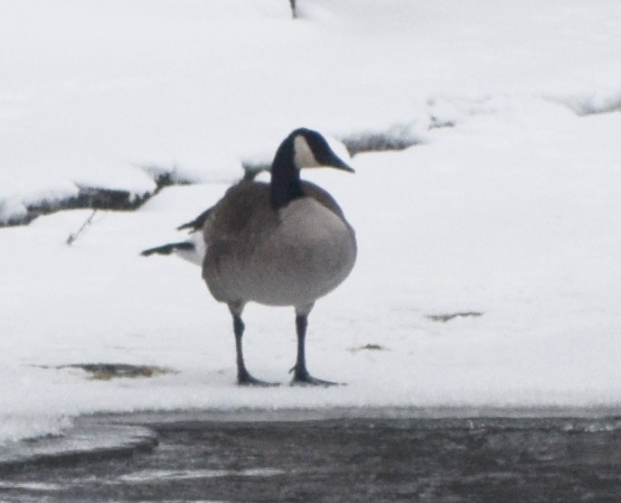 Canada Goose - ML647539356