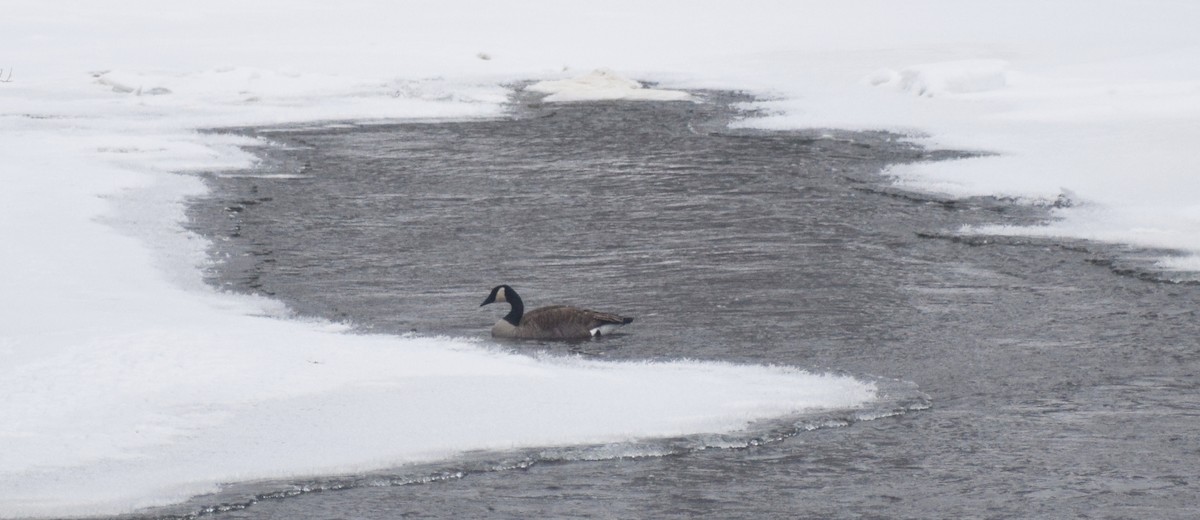 Canada Goose - ML647539357
