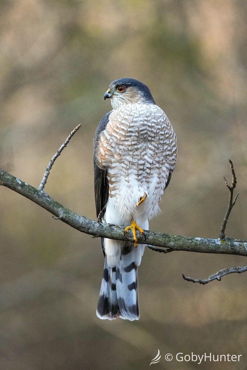 Яструб неоарктичний - ML647539362