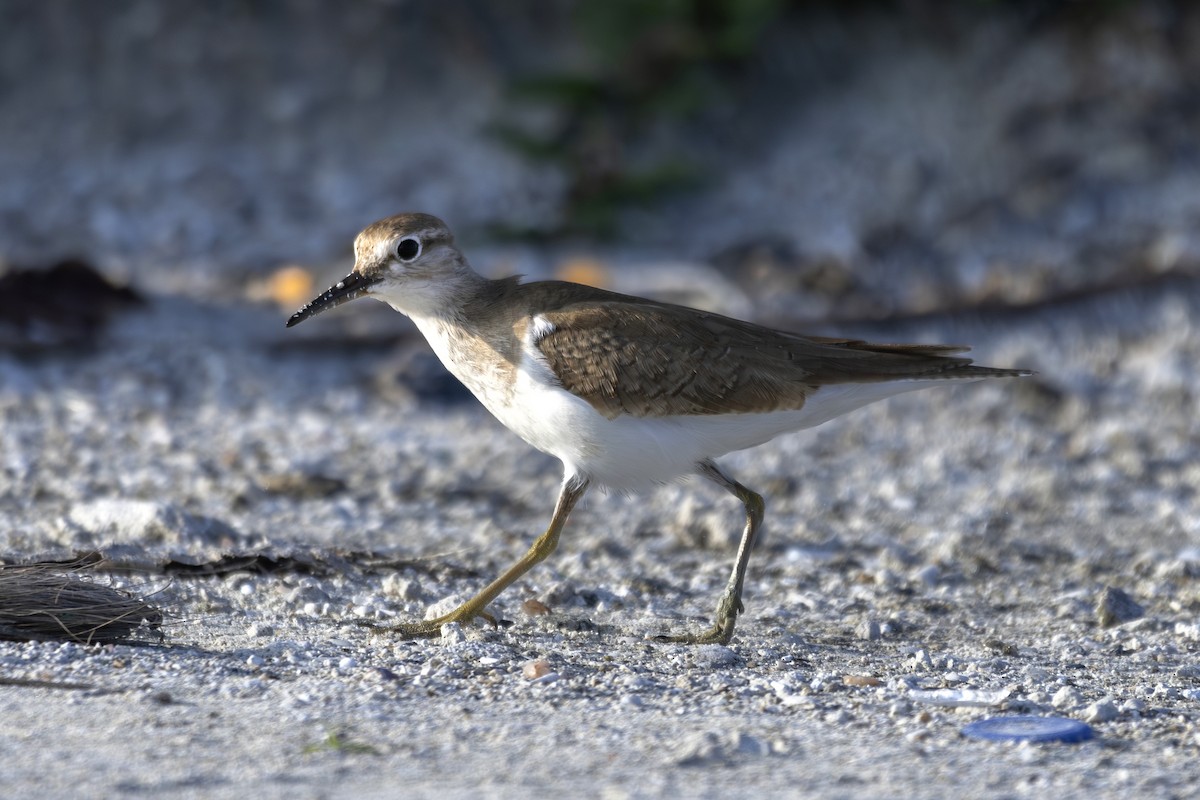 Kuliska txikia - ML647539380