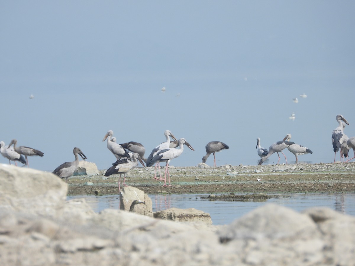 Matxardamoko zuria - ML647539382