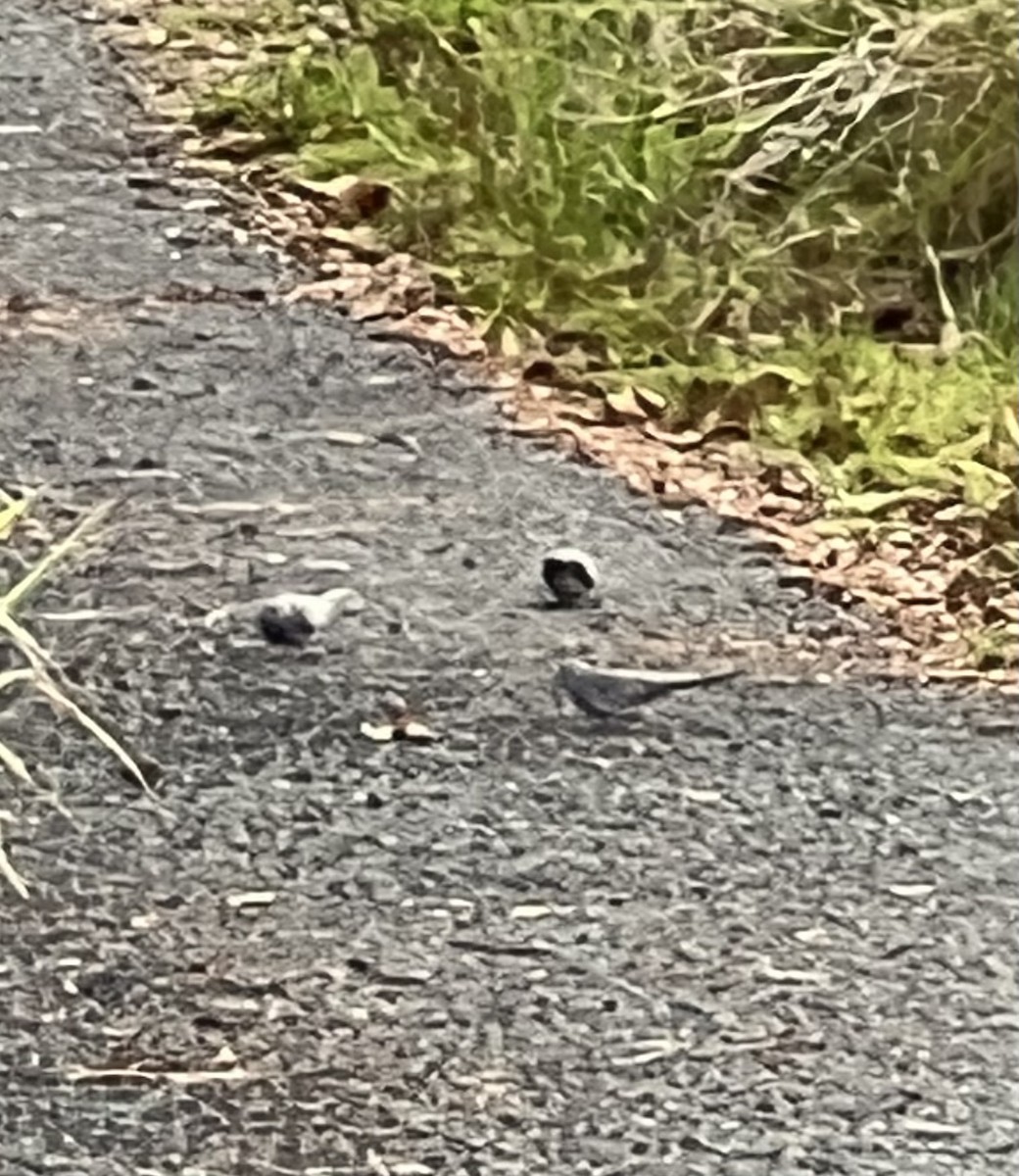 Peaceful Dove - ML647539384