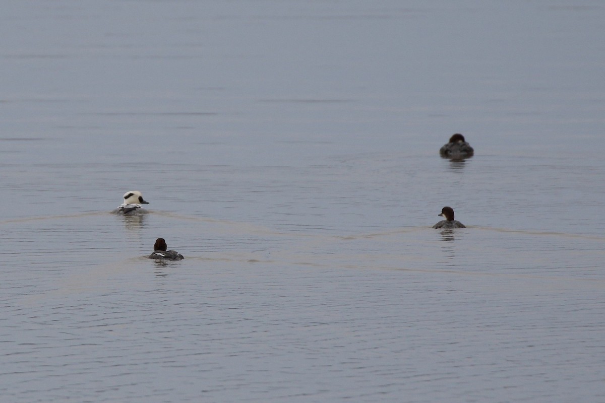 Zerra txikia - ML647539386