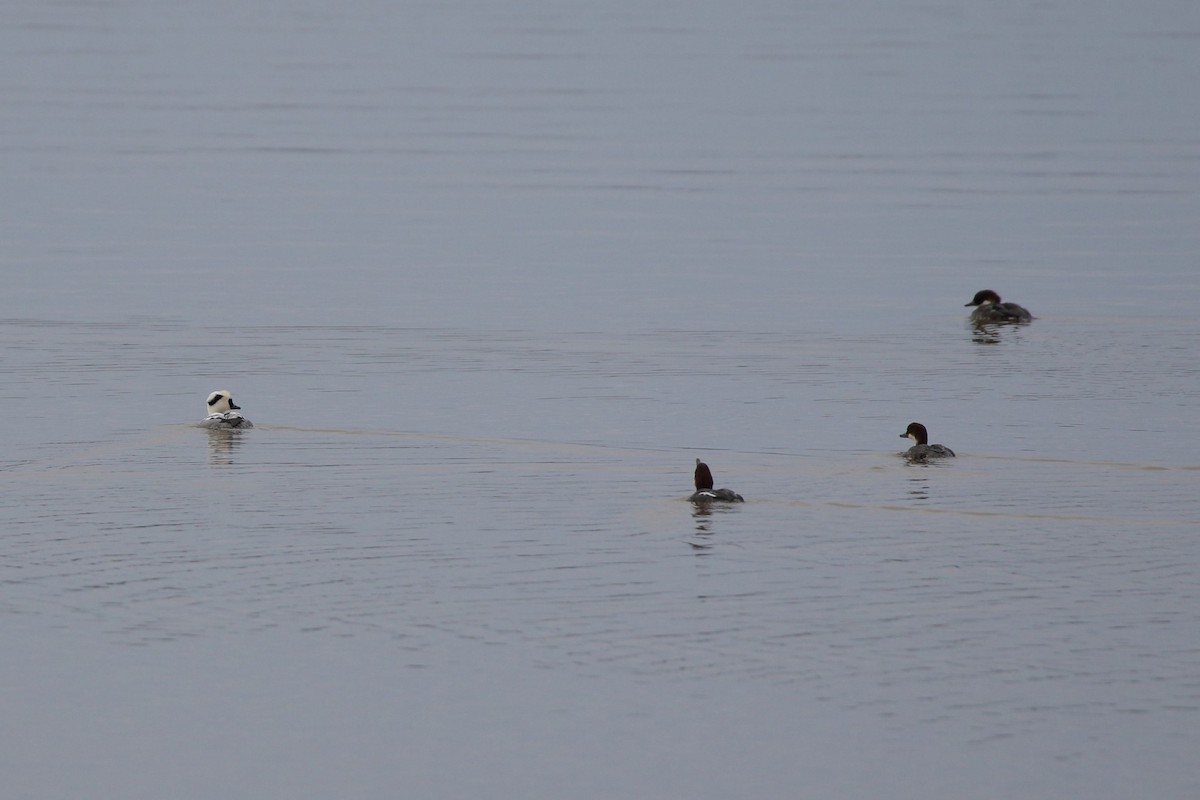 Zerra txikia - ML647539387