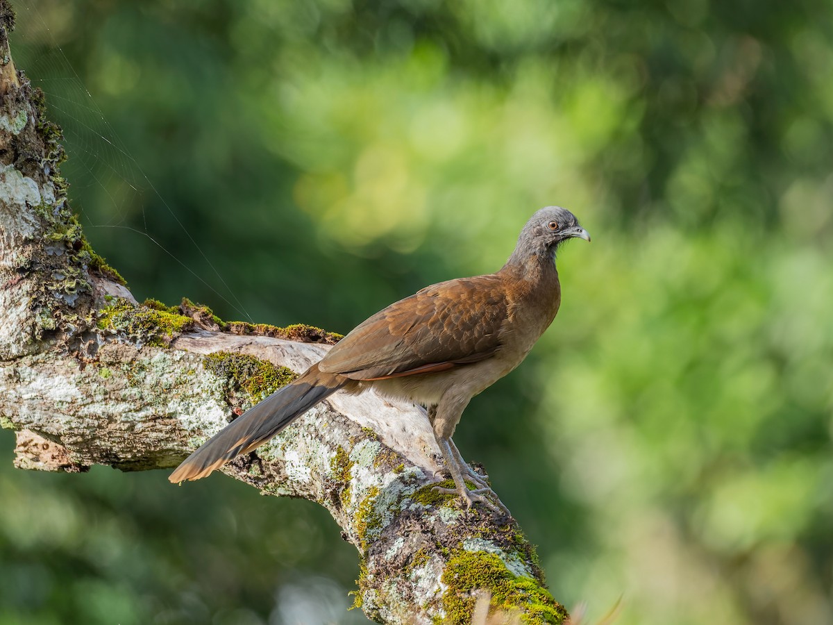 Gray-headed Chachalaca - ML647539388
