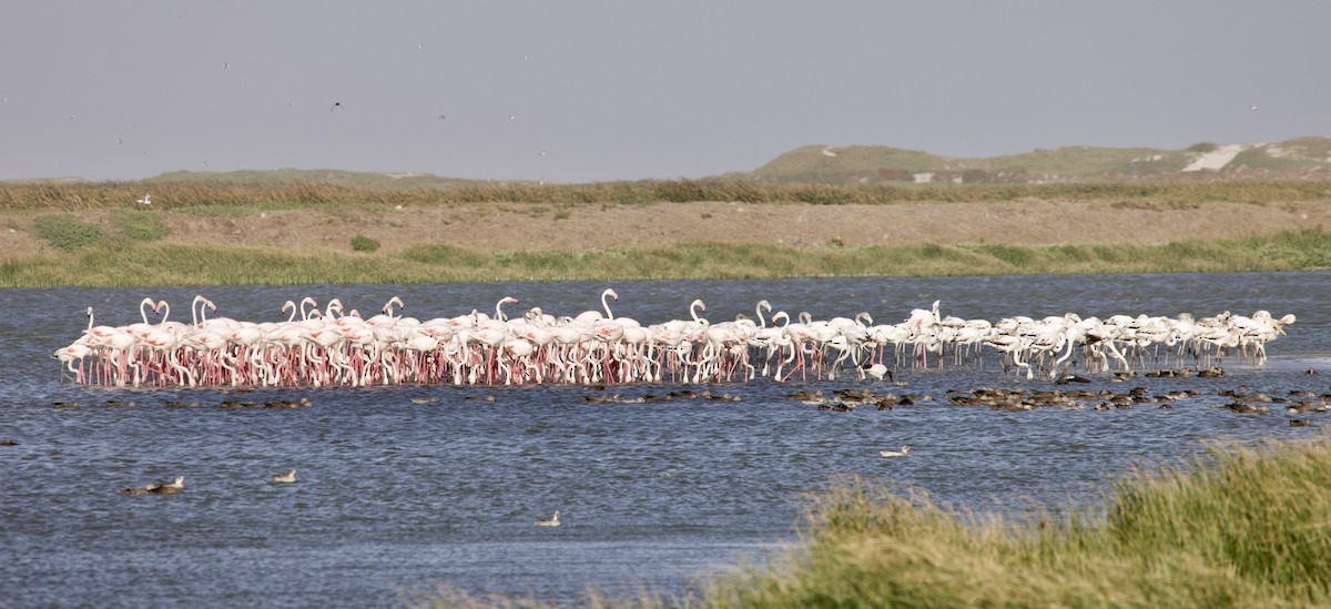 Flamenko handia - ML647539389