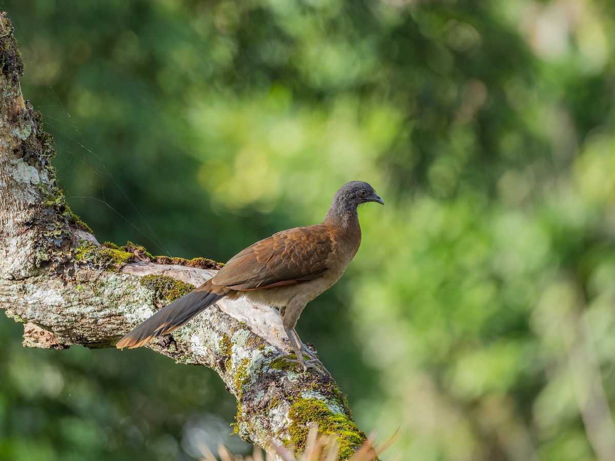 Gray-headed Chachalaca - ML647539390