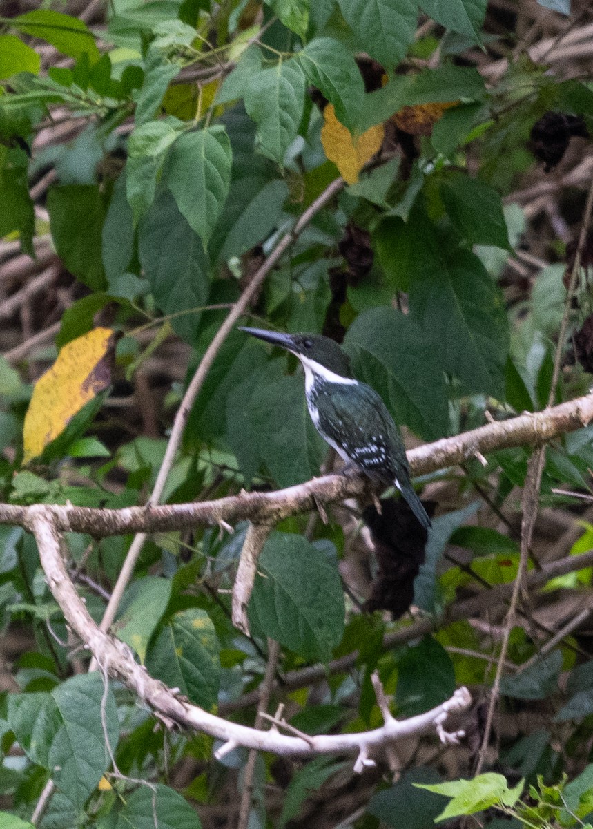 Green Kingfisher - ML647539391