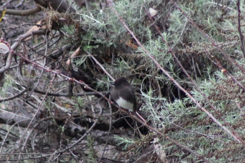 Black Phoebe - ML647539393