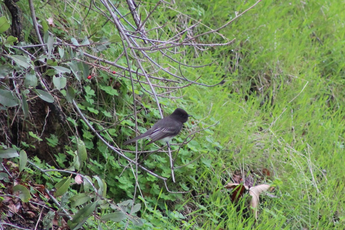 Black Phoebe - ML647539394