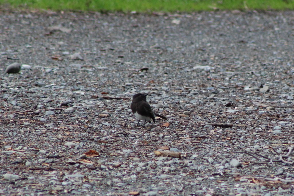 Black Phoebe - ML647539395