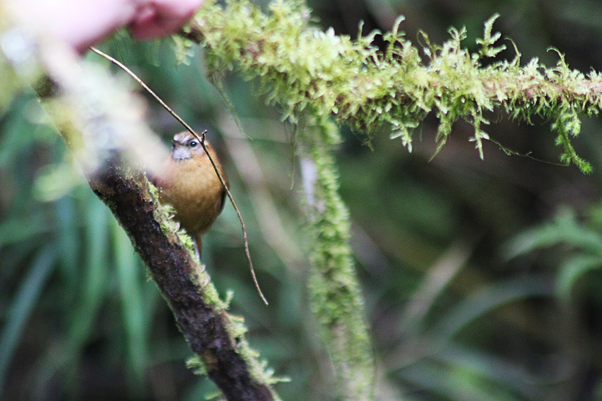 White-browed Spinetail - ML647539396