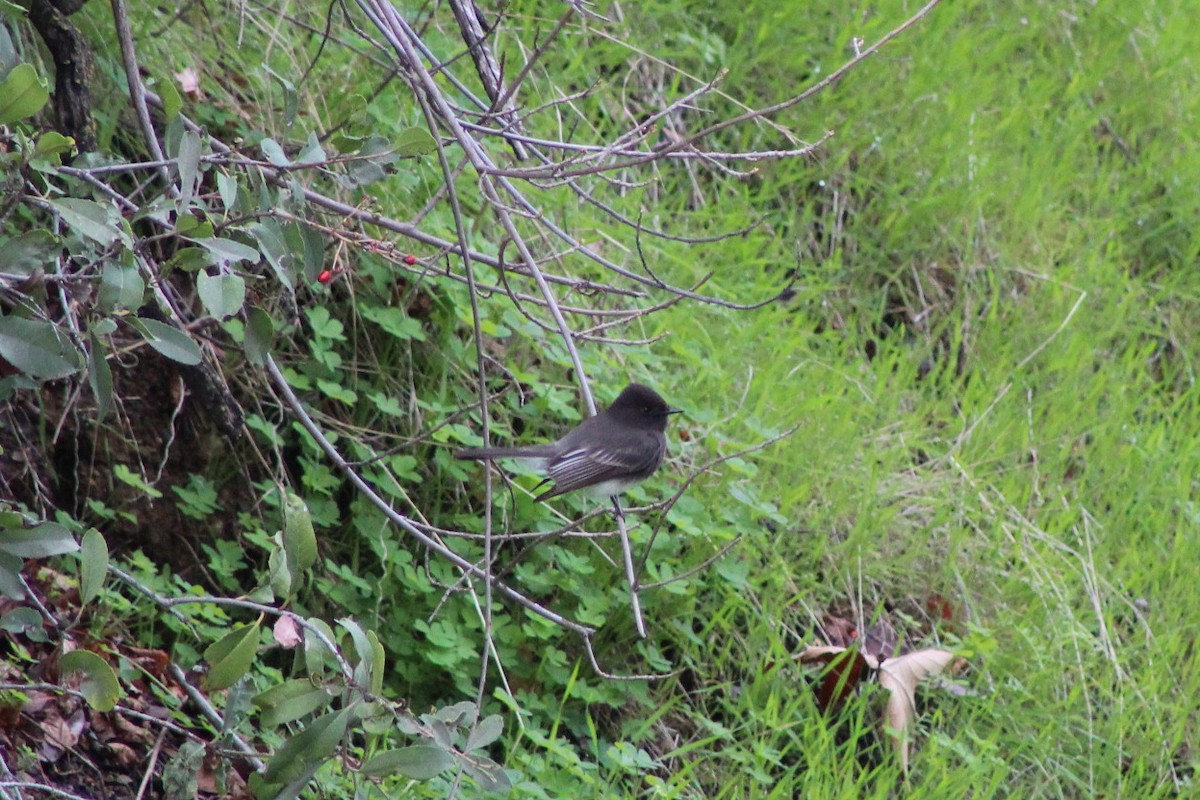 Black Phoebe - ML647539397
