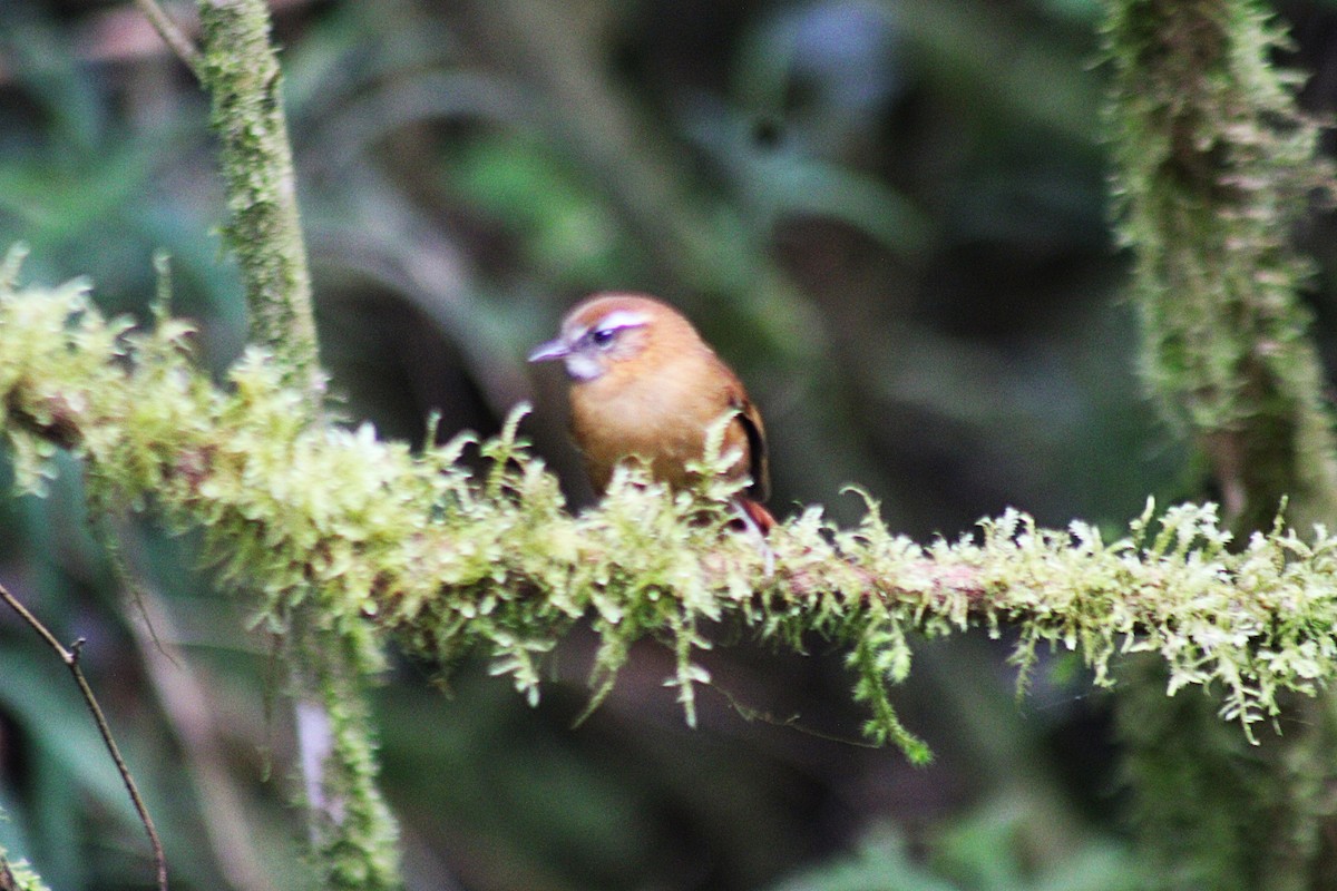 White-browed Spinetail - ML647539398
