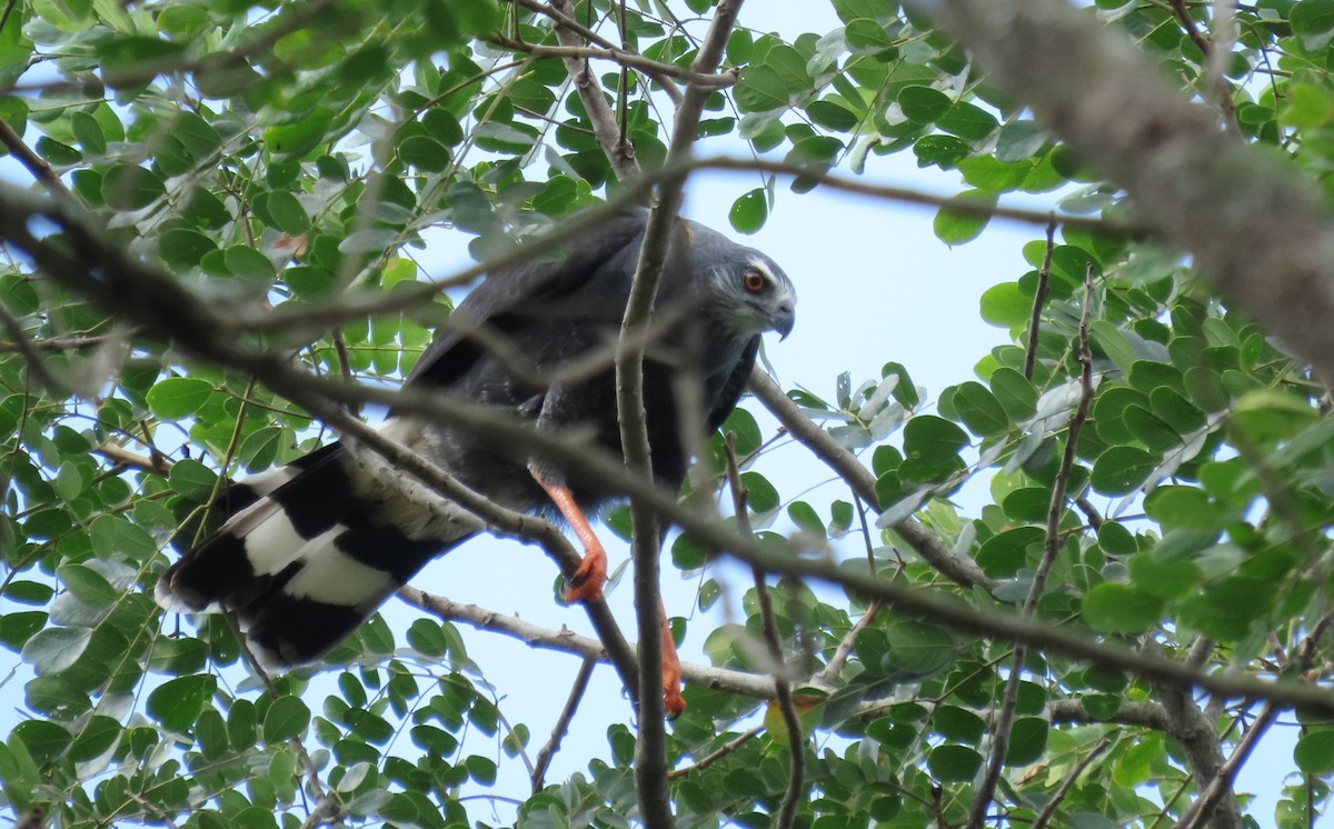 Crane Hawk - ML647539400