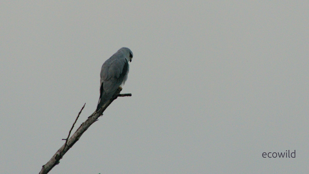 Elano urdina - ML647539402