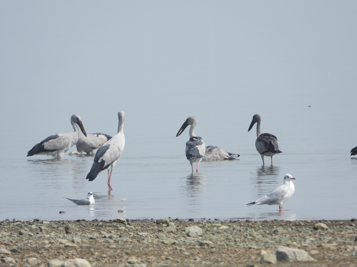 Matxardamoko zuria - ML647539403