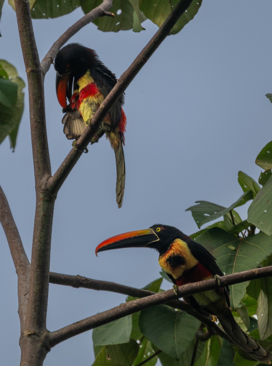 Fiery-billed Aracari - ML647539404