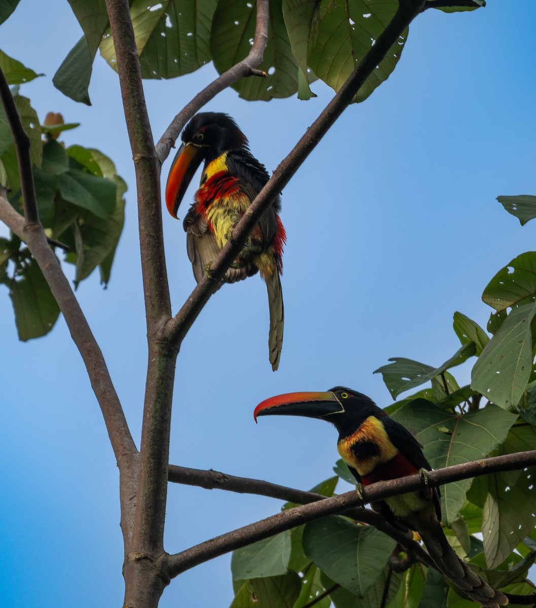 Fiery-billed Aracari - ML647539406
