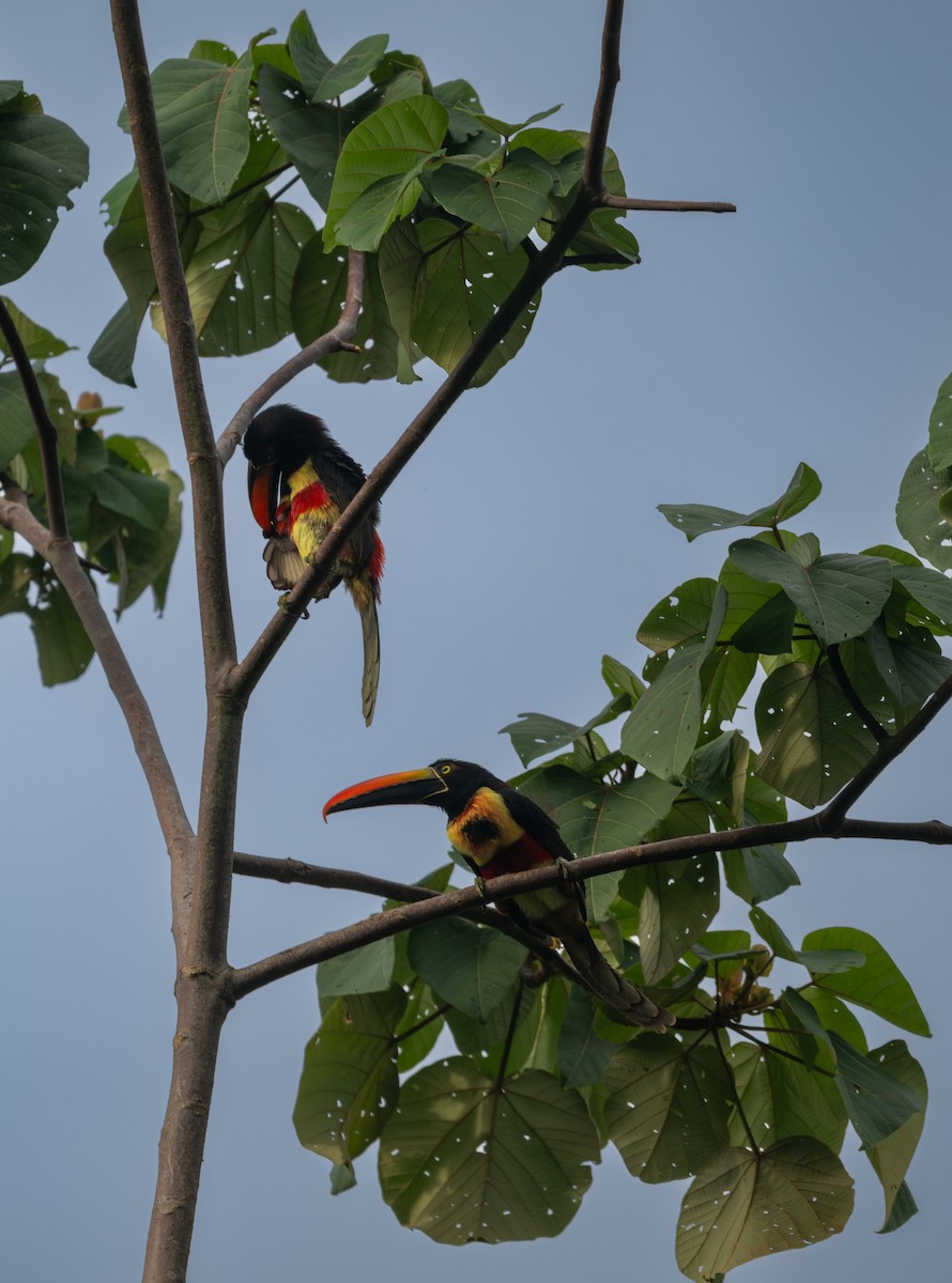 Fiery-billed Aracari - ML647539407