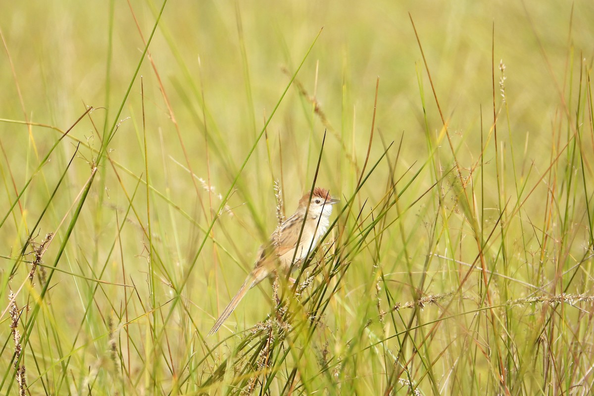 Tawny Grassbird - ML647539410