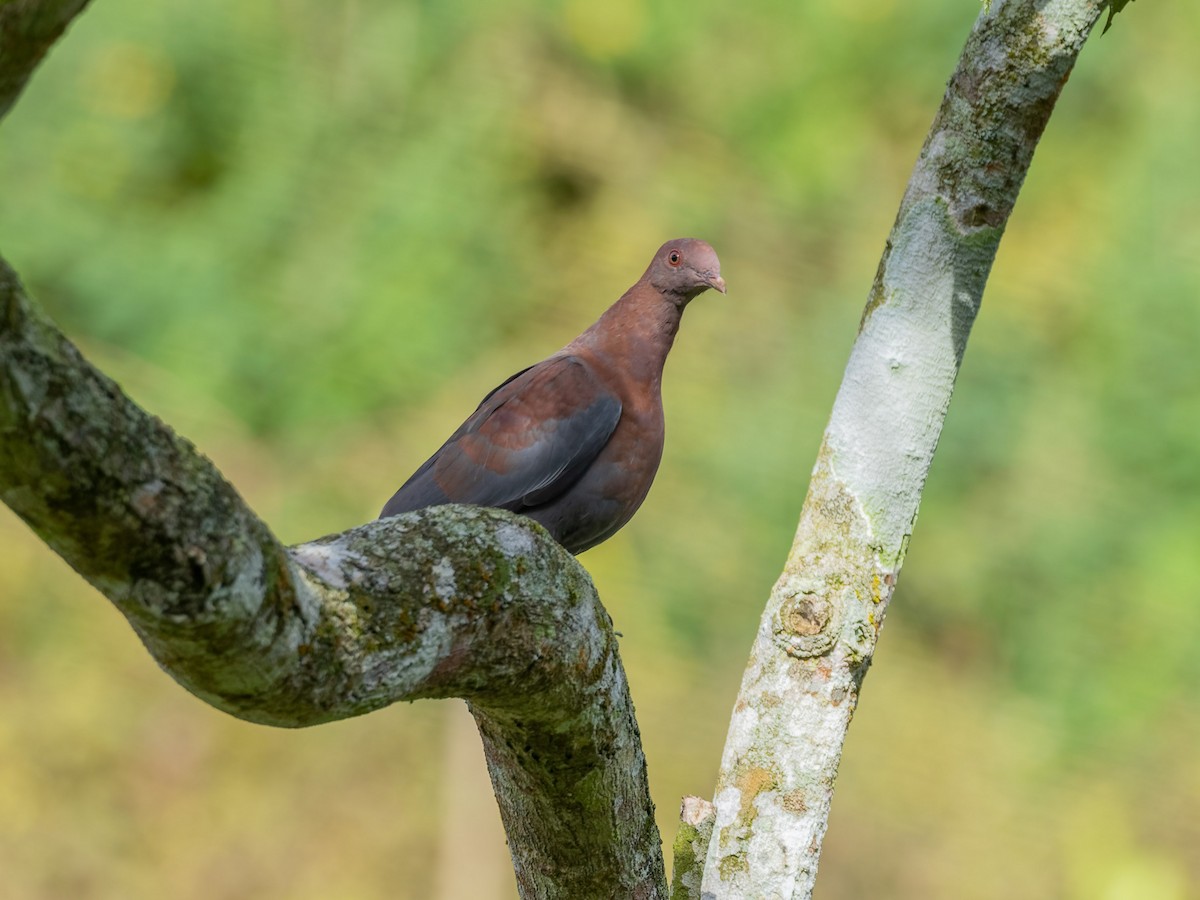 Red-billed Pigeon - ML647539412