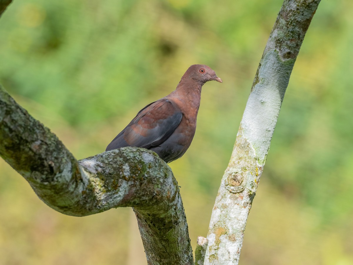 Red-billed Pigeon - ML647539413