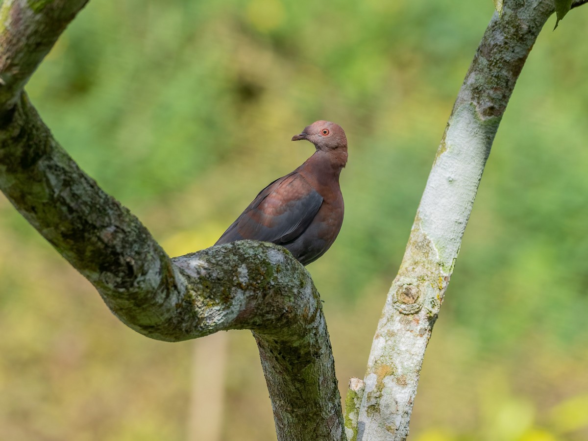 Red-billed Pigeon - ML647539414
