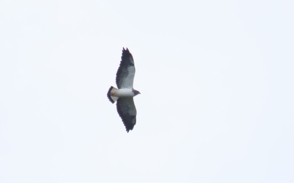 White-tailed Hawk - ML647539440