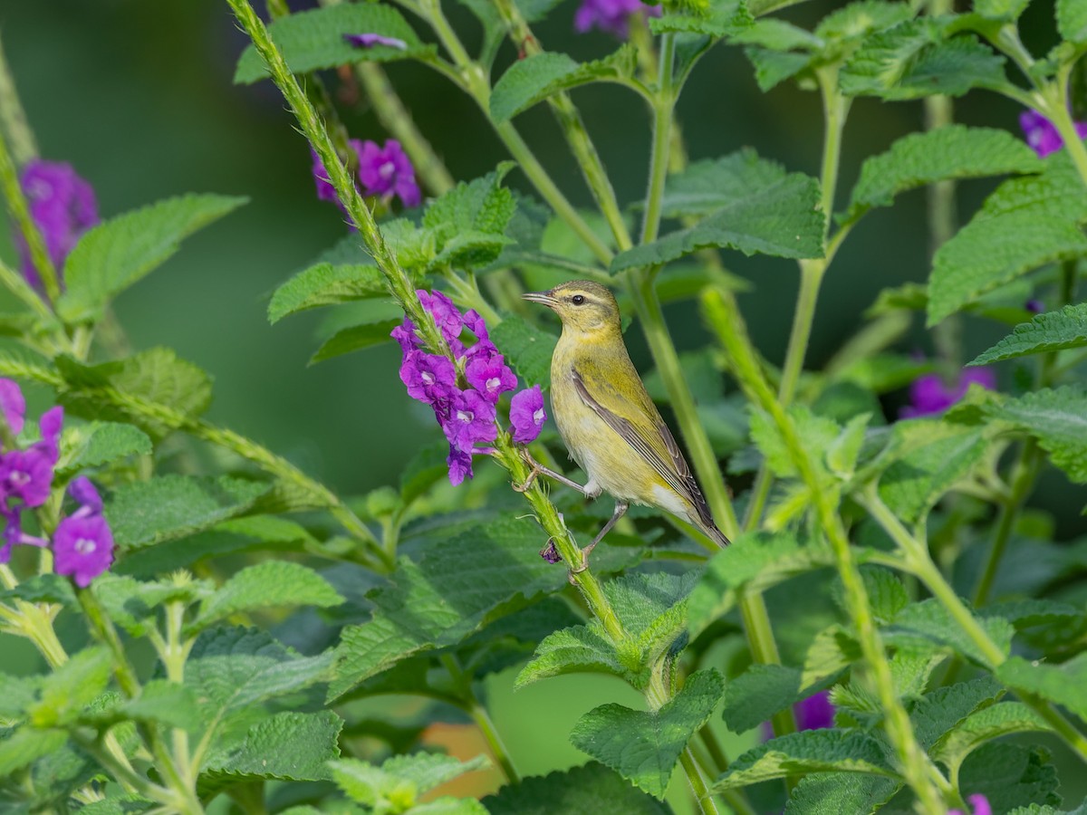 Червоїд світлобровий - ML647539445