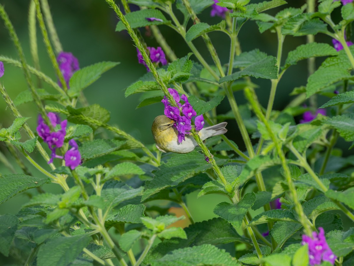 Червоїд світлобровий - ML647539446