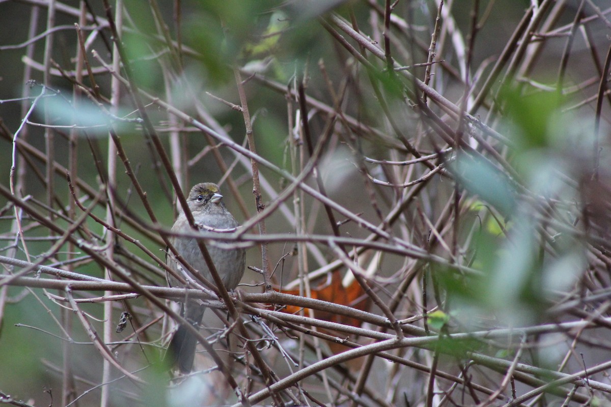 Sarı Tepeli Serçe - ML647539457