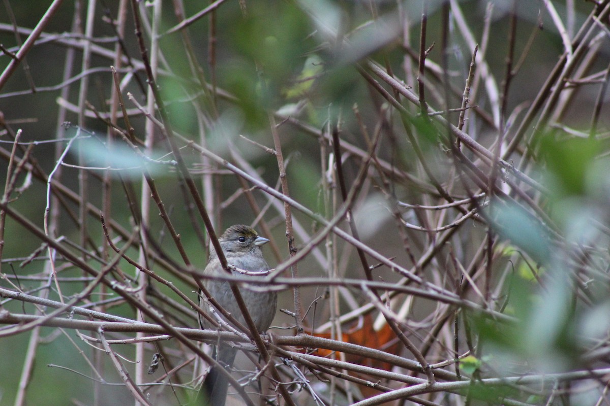 Sarı Tepeli Serçe - ML647539458