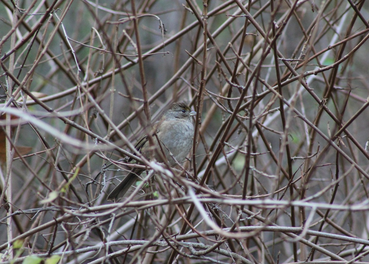 Чернобровая овсянка - ML647539461
