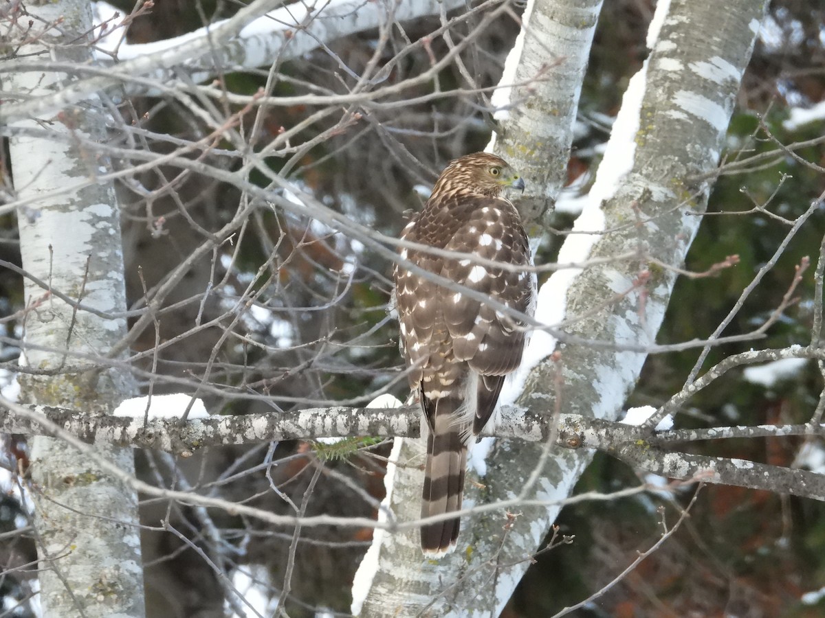 Cooper's Hawk - ML647539474