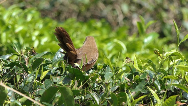 Rufous Babbler - ML647539505