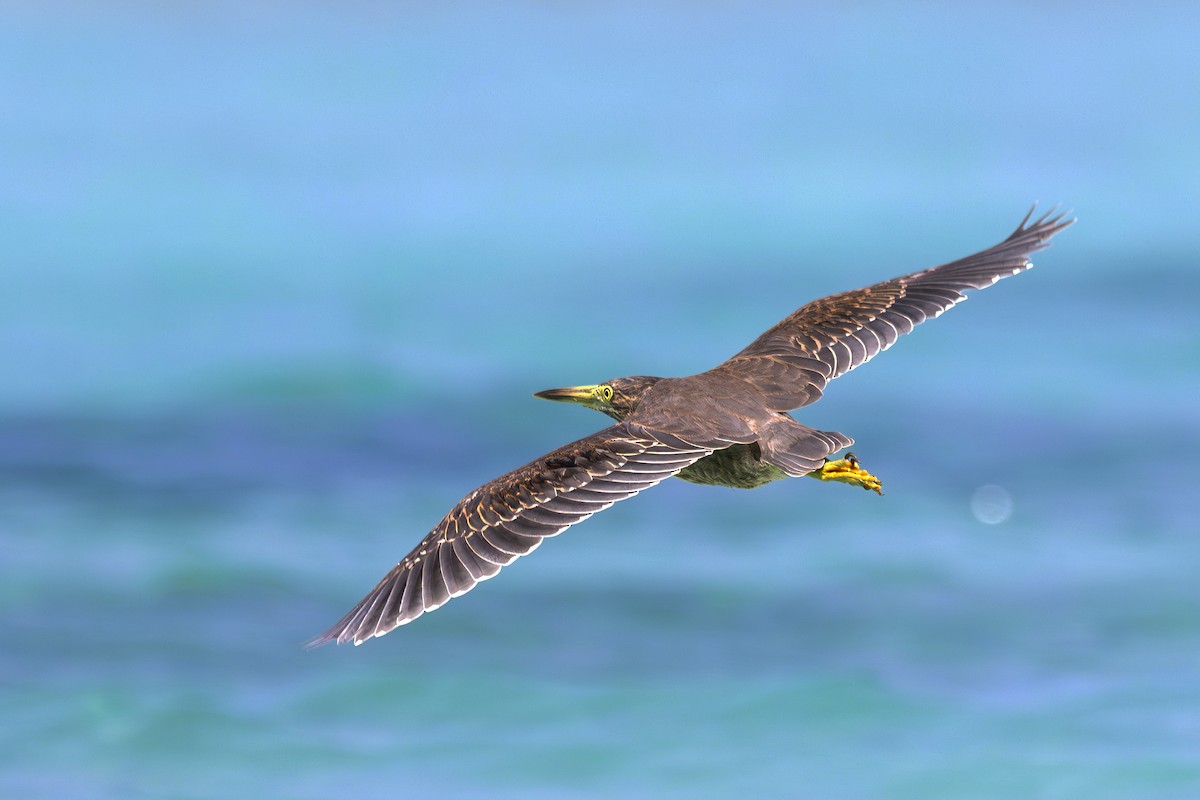 Indian Pond-Heron - ML647539508