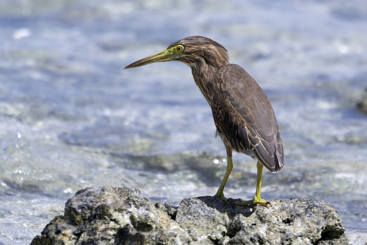 Indian Pond-Heron - ML647539509
