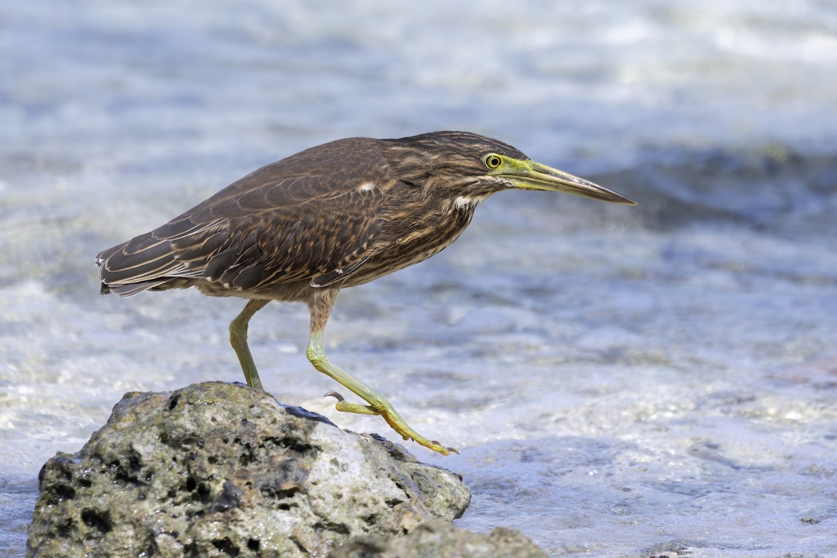 Indian Pond-Heron - ML647539510