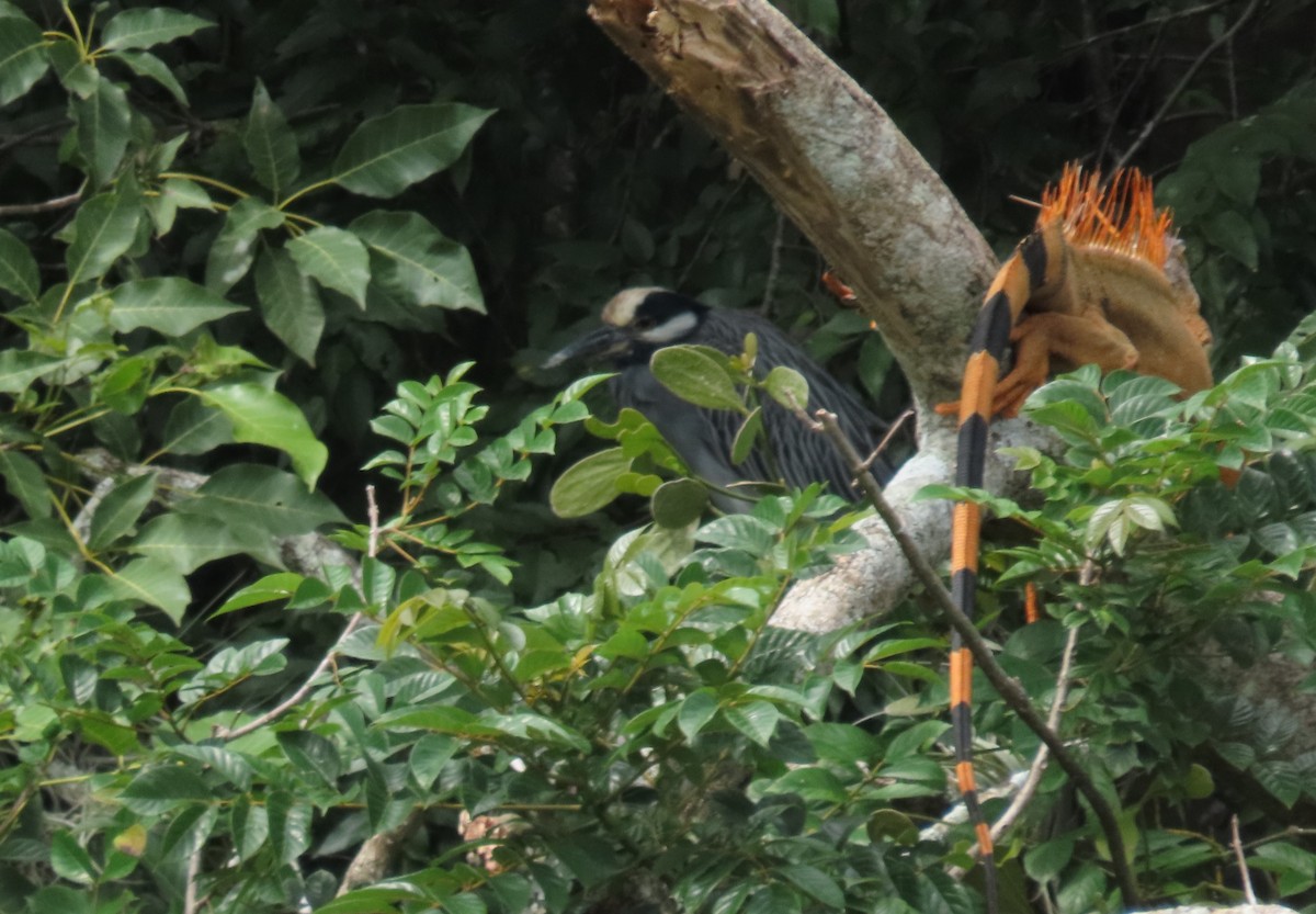 Yellow-crowned Night Heron - ML647539520