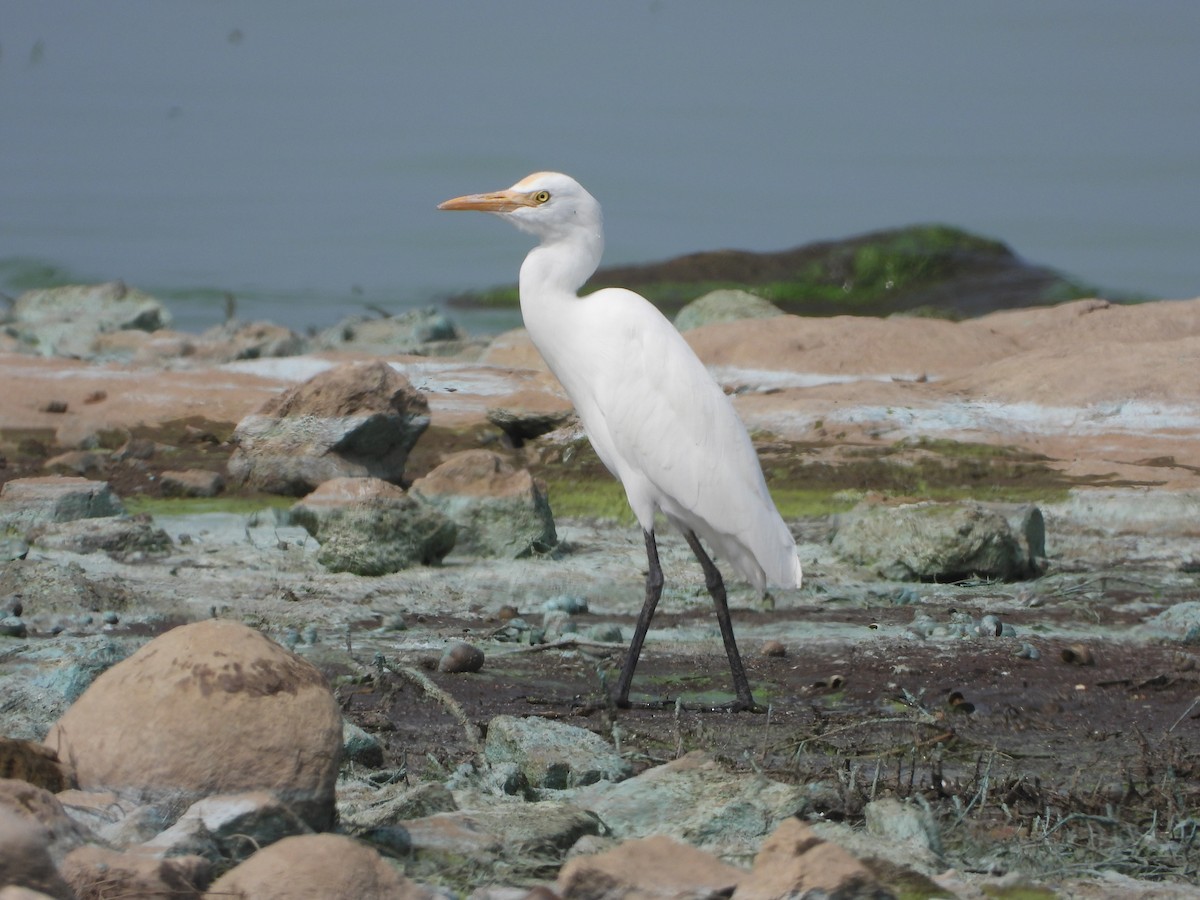 Doğulu Sığır Balıkçılı - ML647539524