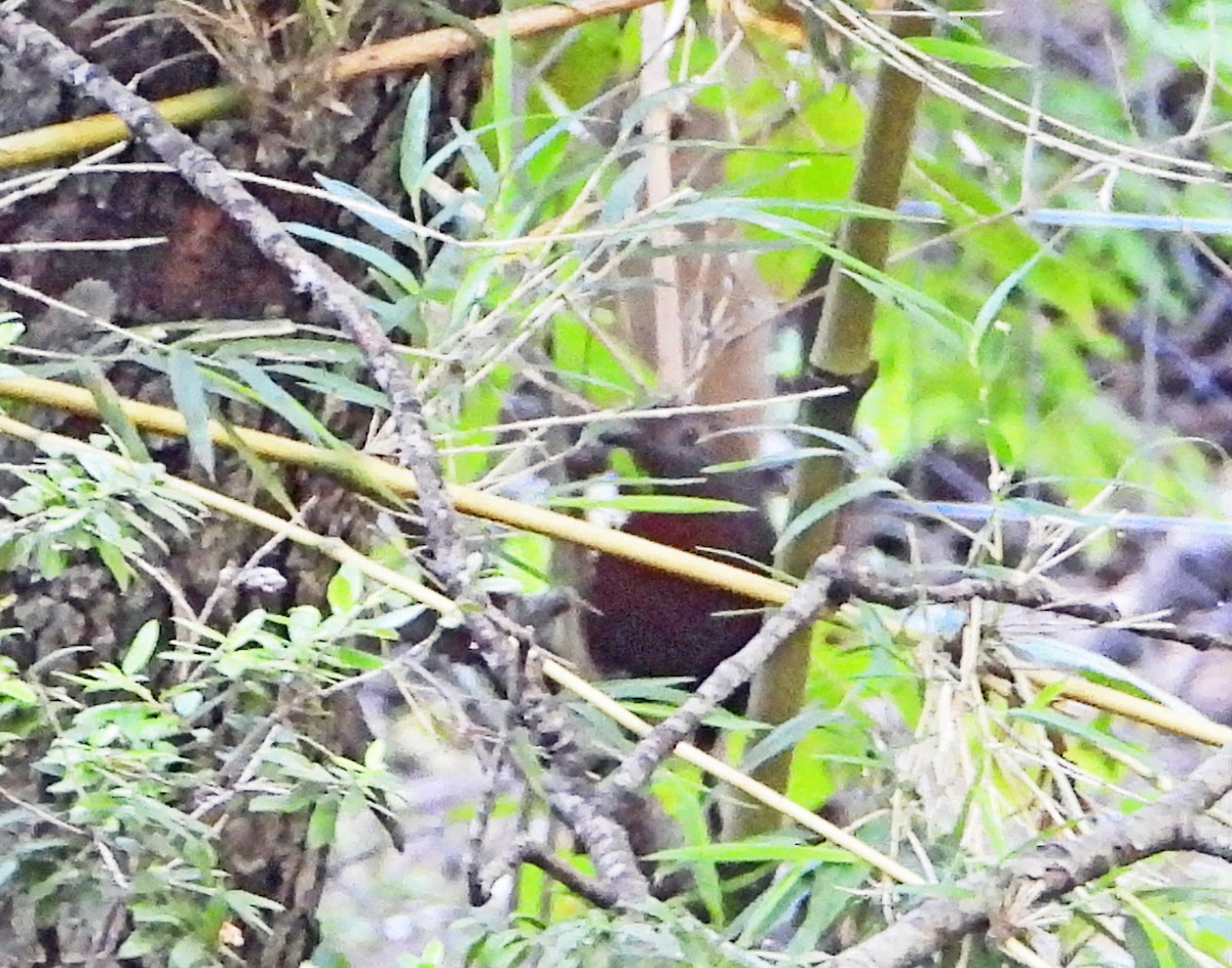 Kestane Gerdanlı Hütleyen - ML647539525