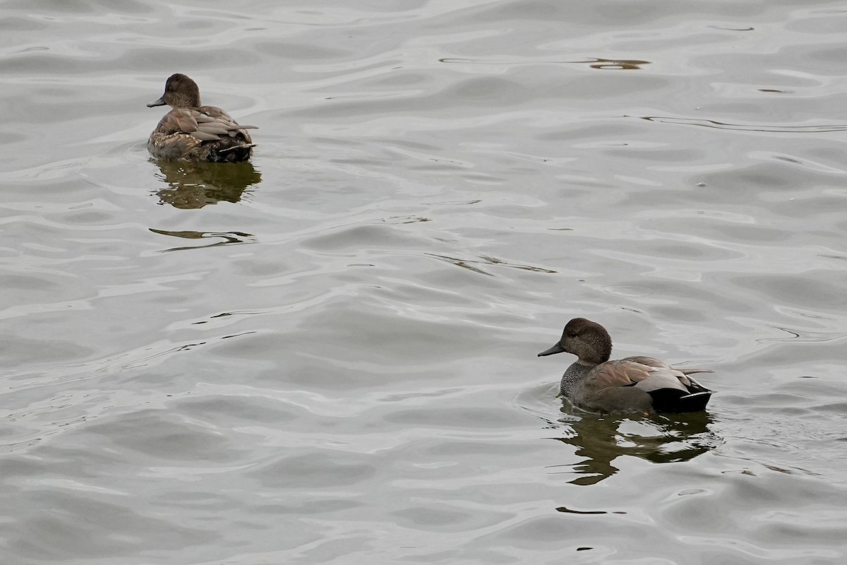 Boz Ördek - ML647539526