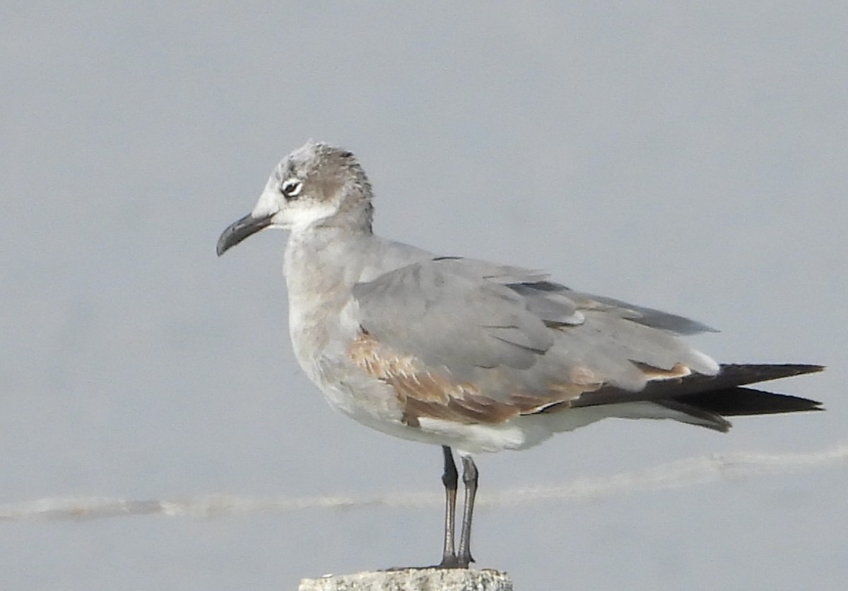 Gülen Martı - ML647539527