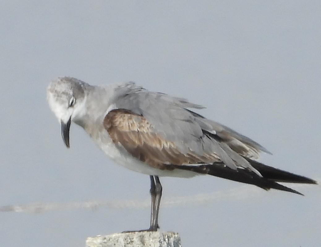 Gülen Martı - ML647539529