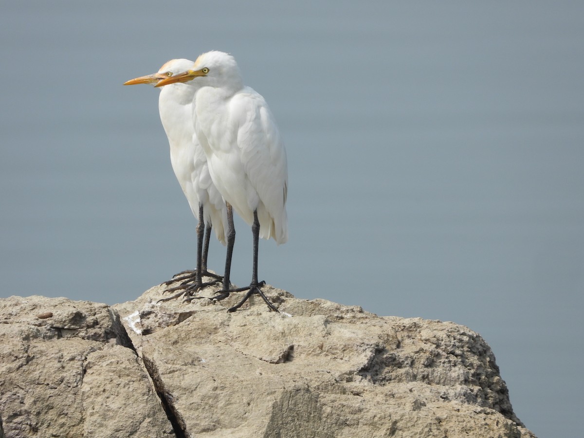 Doğulu Sığır Balıkçılı - ML647539530