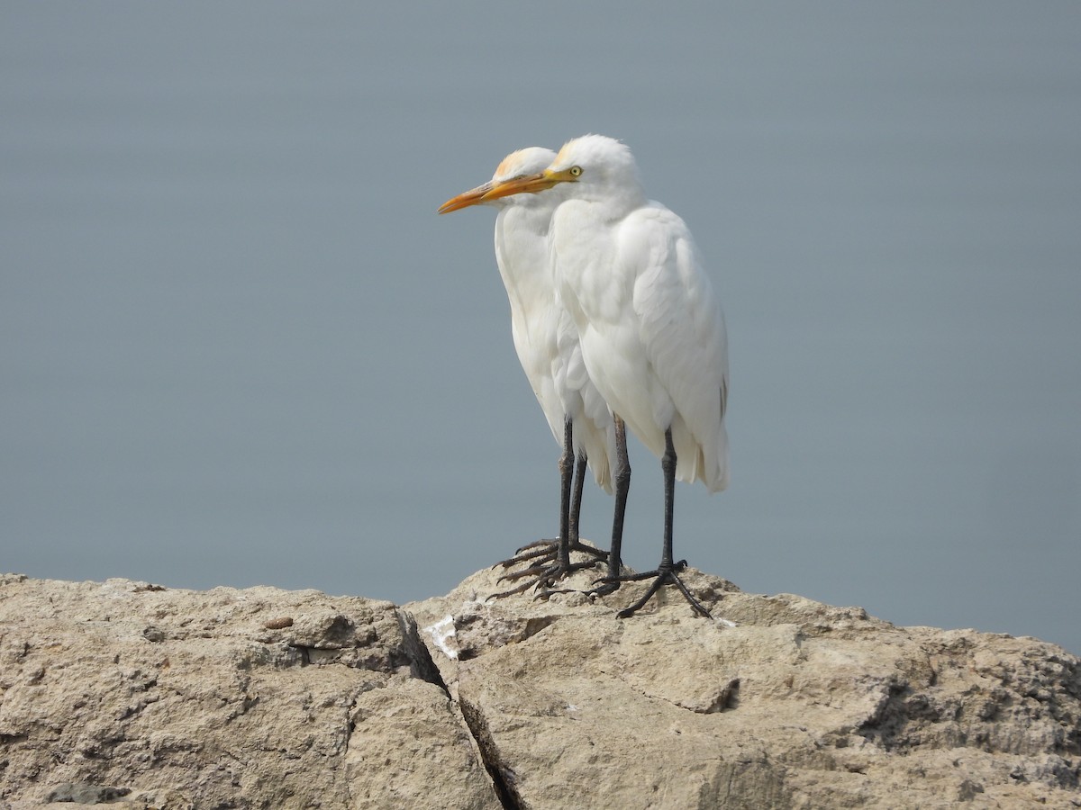 Doğulu Sığır Balıkçılı - ML647539531