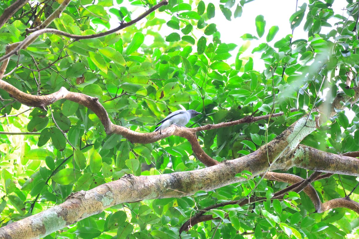 Çinhindi Tırtılyiyeni - ML647539532